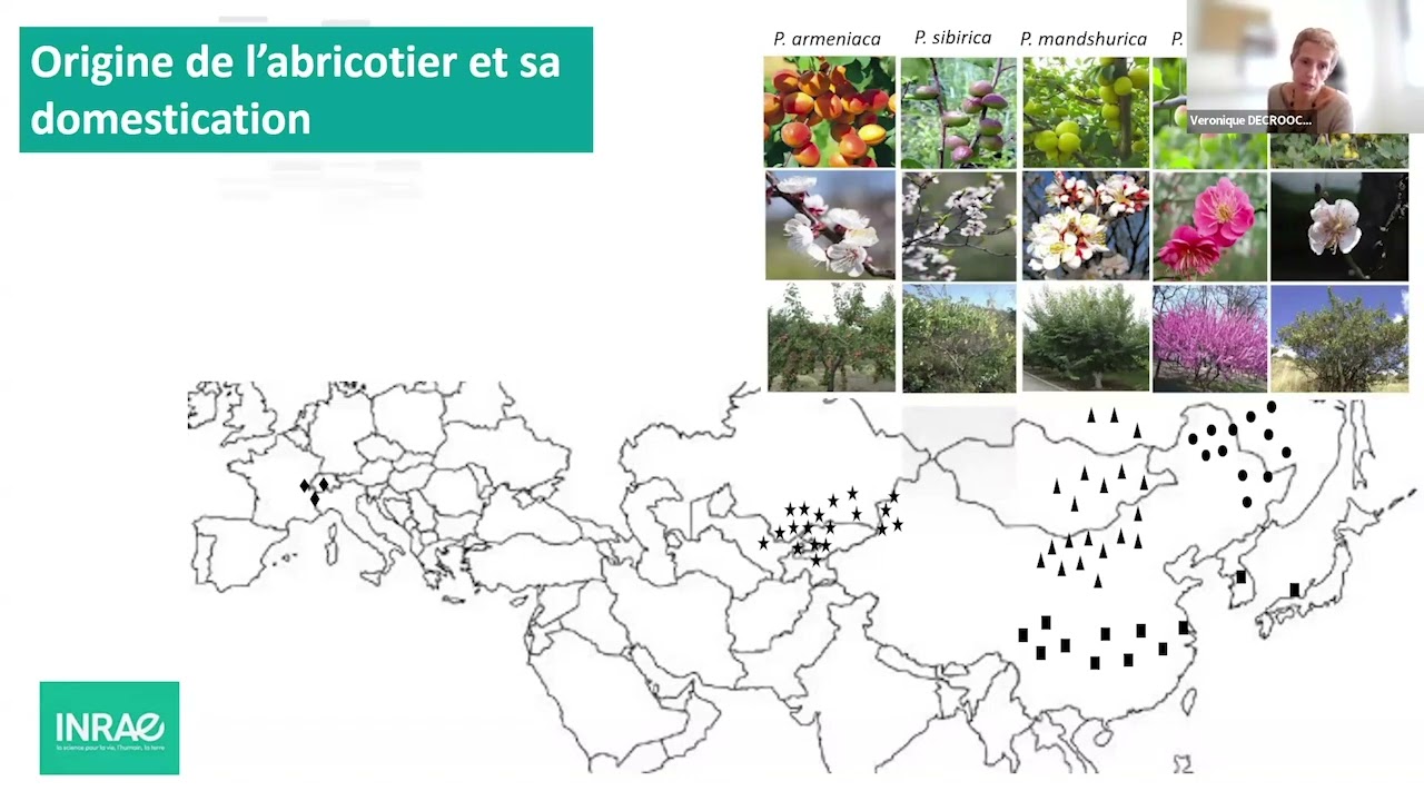 Chronique de l’abricotier et de l’amandier, des contreforts de l’Himalaya à nos assiettes V.Decroocq