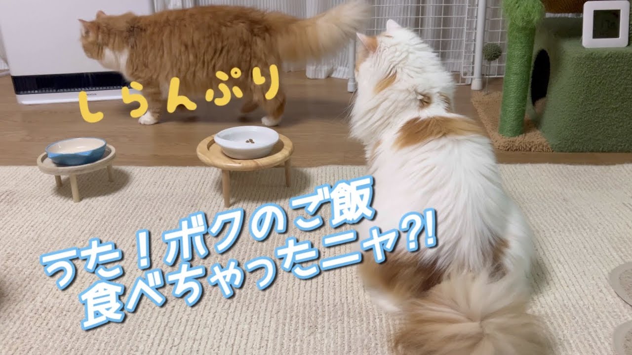 ［cat・ねこ・スコティッシュフォールド］弟猫にご飯を食べられてしまった後の兄猫の様子が可愛い😍