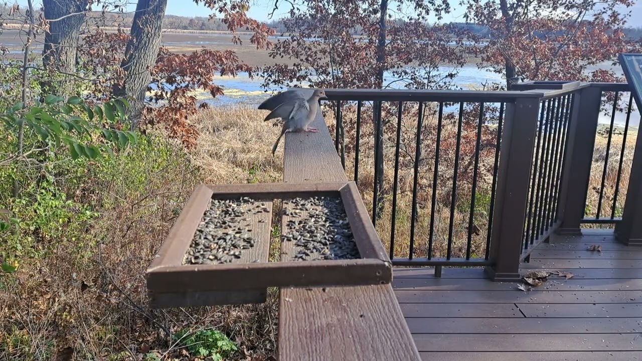 November 17th Feeder Birdcam Dorothy Carnes Park Rose Lake Fort Atkinson Wisconsin 
