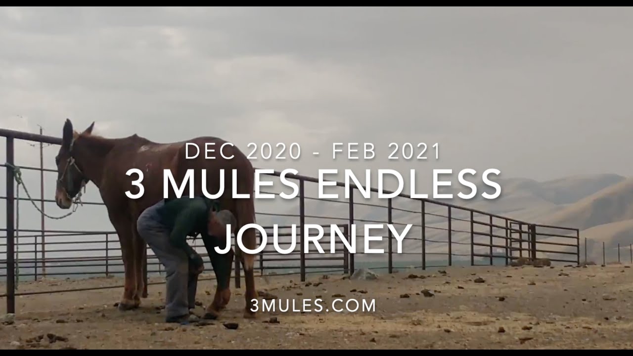 3 Mule Journey Dec 2020 thru Feb 2021
