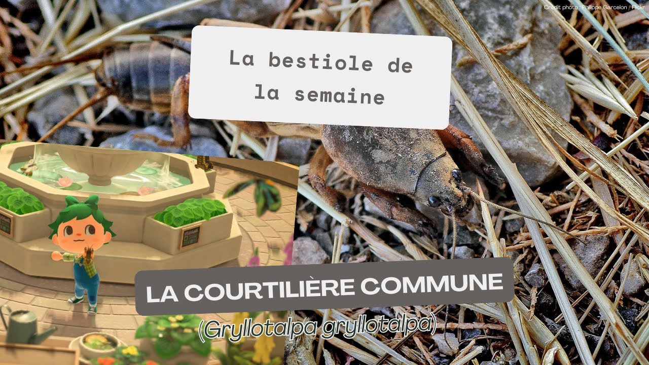 La taupe-grillon, un drôle d'insecte