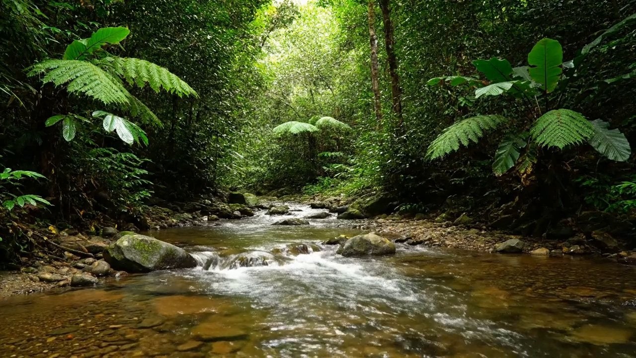 Forest Therapy – Beautiful Enchanted Water River Sound in Wild Nature – Relax Soul