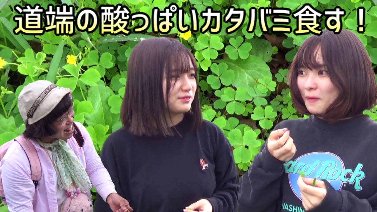 道端の酸っぱいカタバミ食べてみた