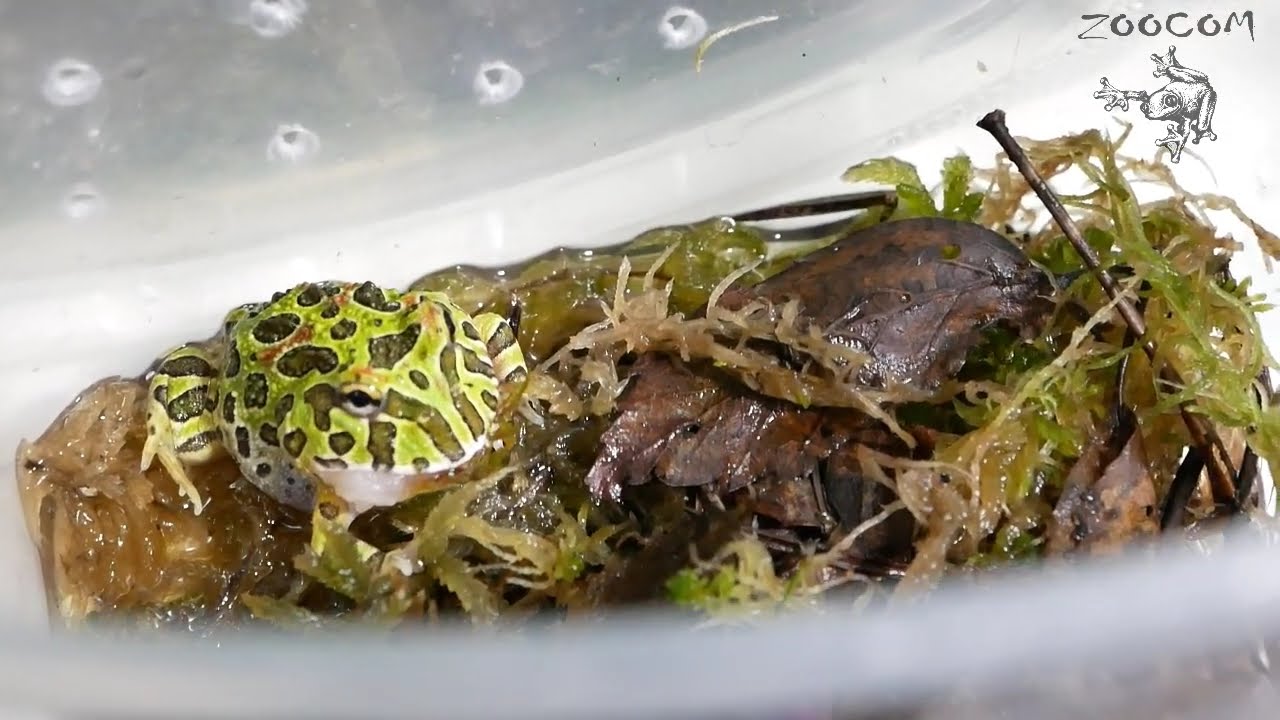 Кормление малышей украшенных рогаток. Ceratophrys ornata.
