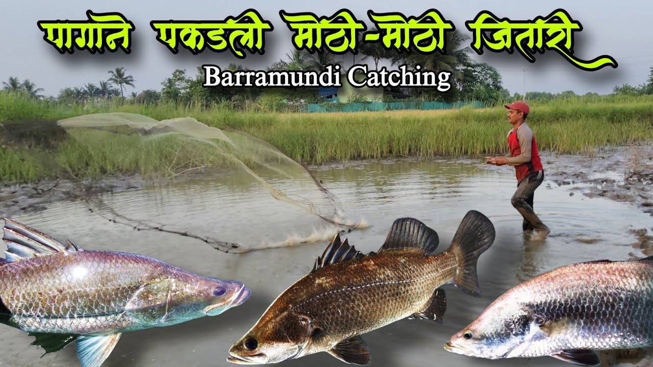 पागाणे पकडली King👑Size ची जिताडी | शेतात 🌾 लागवड नाही पण जिताड्यांचा 🐠 धुमाकूळ #barramundi #fishing 