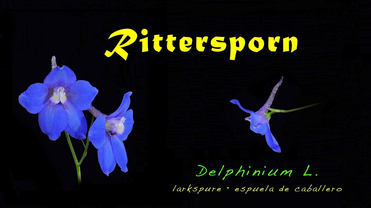 Rittersporn, Delphinium elatum  (4K, trilingual)