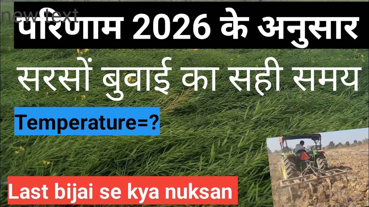 इस समय पर बोई गईं सरसों का परिणाम || Sarson ki Bijai ka Sahi time ✅ (Live proof)|Farming result 2026