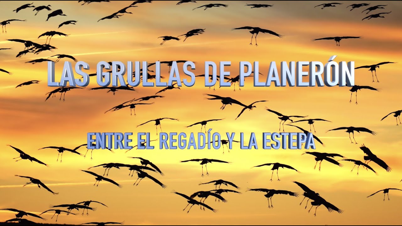 Las grullas de Planerón.  Entre el regadío y la estepa