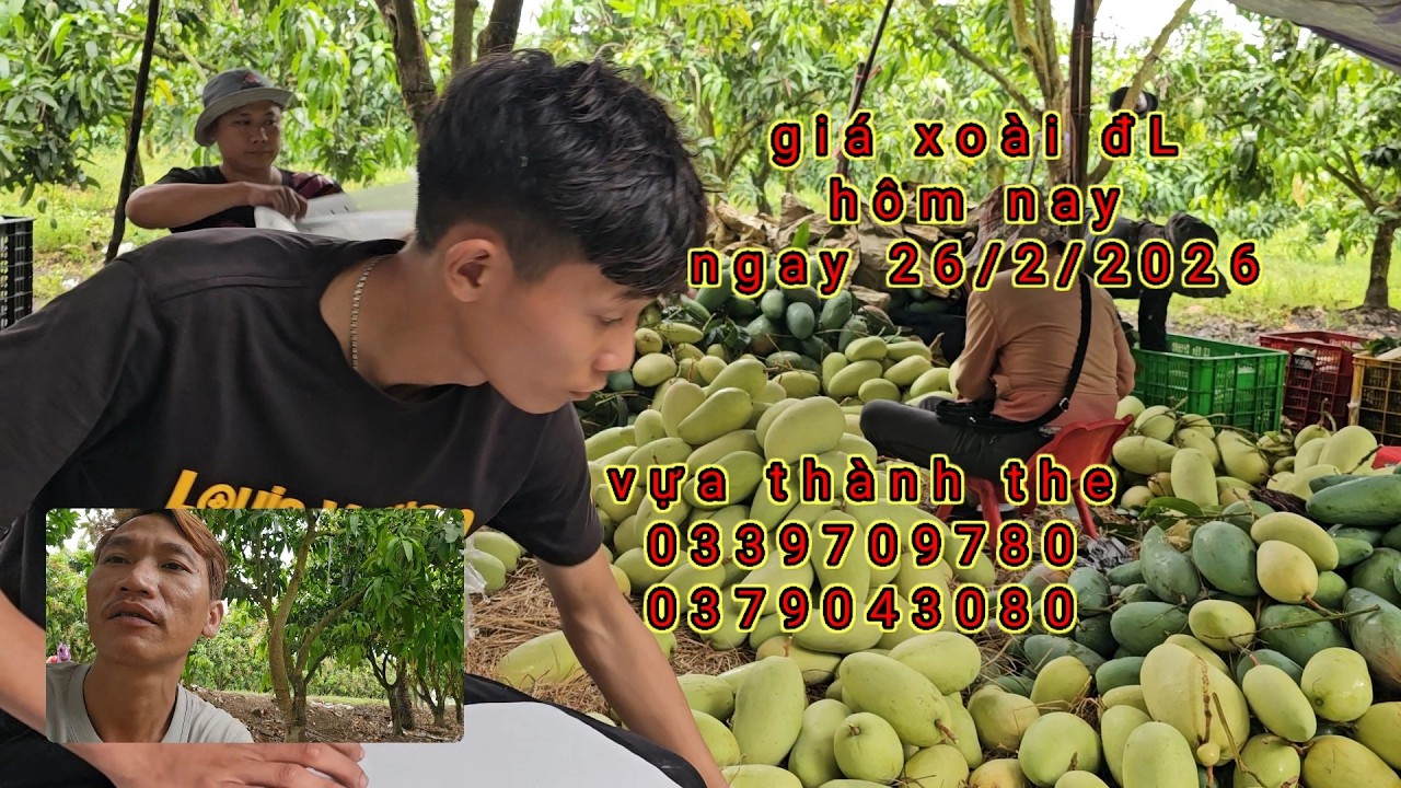 giá xoài đài loan hôm nay ngày 26/2/2025 👍 tại khu vực định quán đồng nai ( thành hoàng tv )