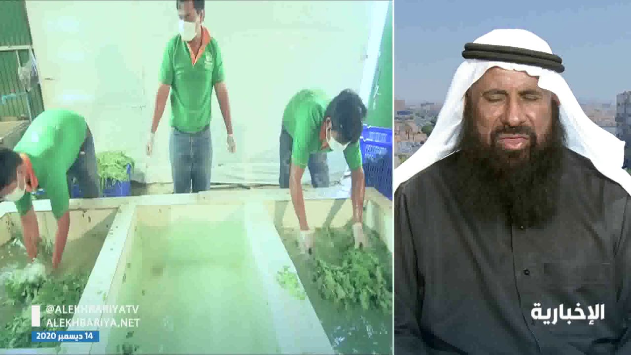 شجرة البان العربي 
