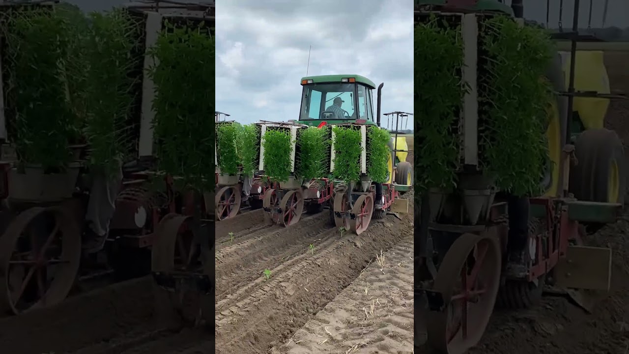 Setting out the 2025 Hemp crop #Hempstar