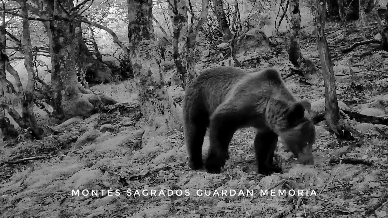 Cantabria. Montes sagrados guardan memoria. Fototrampeo C&aacute;ntabro 