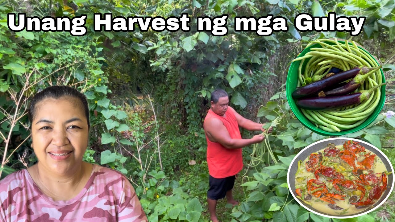 Ginataang Alimango at Kasag + Unang harvest ng mga Gulay
