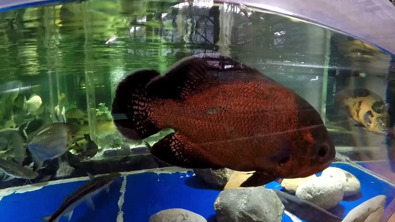 Sherie's oscars & plecos; hierarchy disputes between 6 oscar cichlids