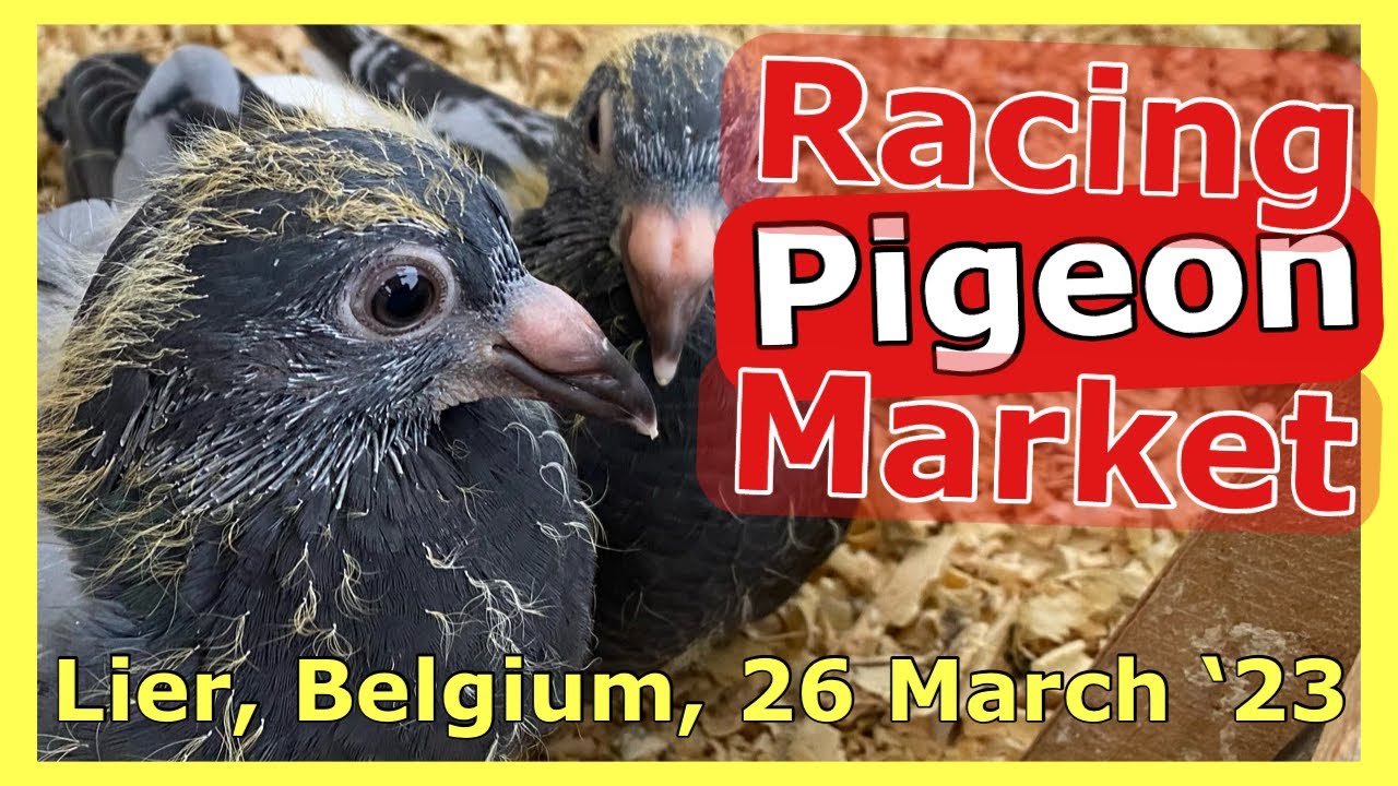 Racing Pigeon Market Lier, 26 March '23