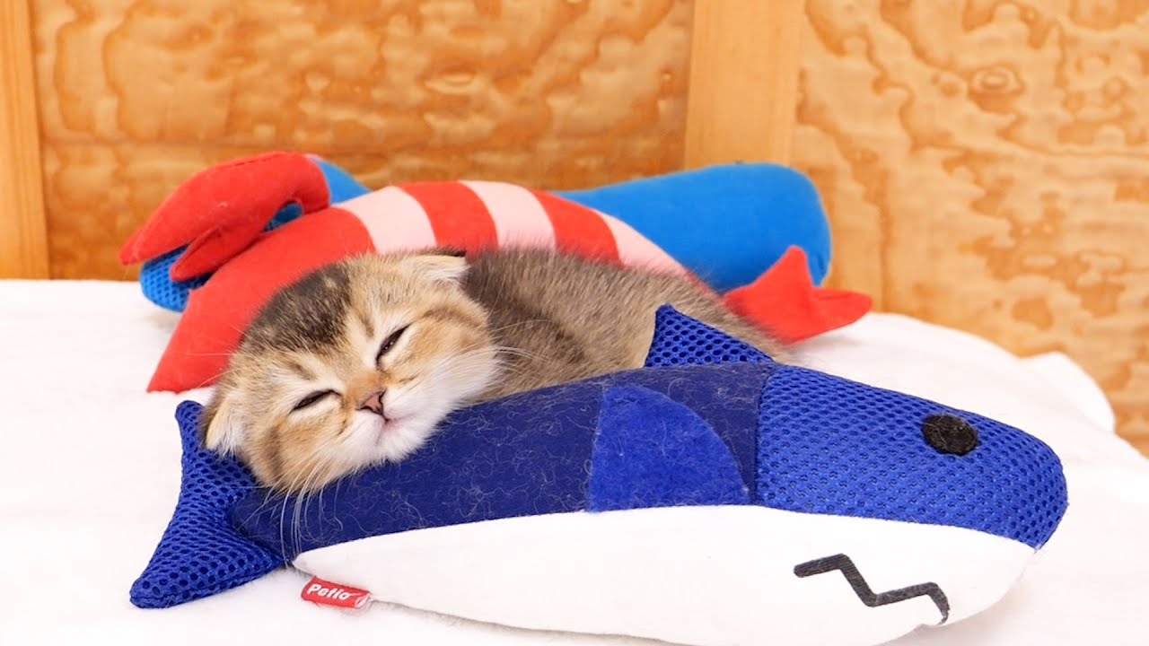 A kitten that suddenly falls asleep while playing with a stuffed animal is too cute...