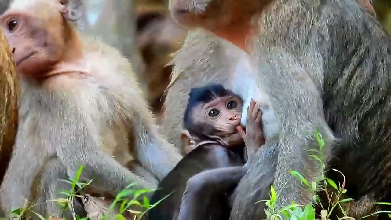 Monkey Grab In Cambodia Good All Monkeys In Khmer #231