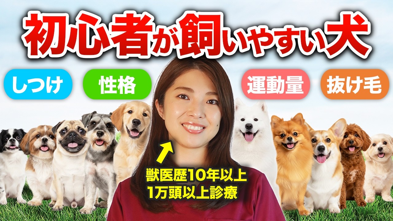 【2025年最新版】初心者でも飼いやすい！優しい性格のワンちゃん10選