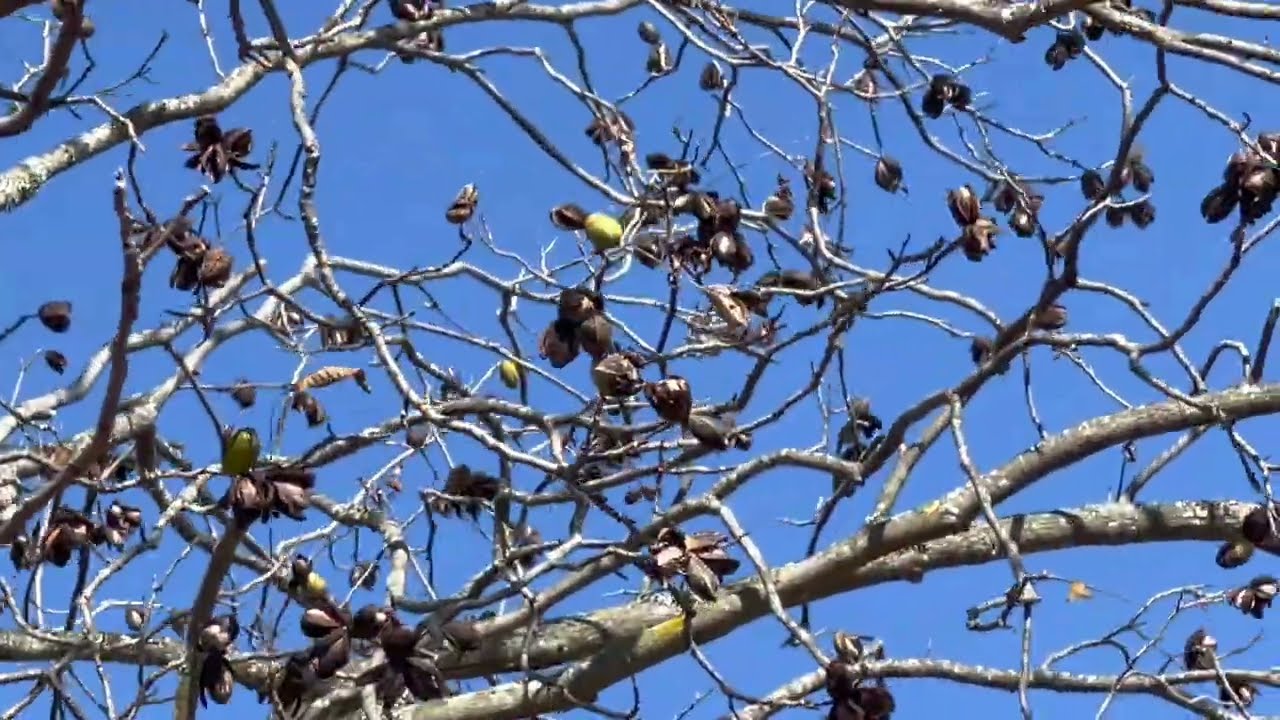 South Carolina Pecan Tree