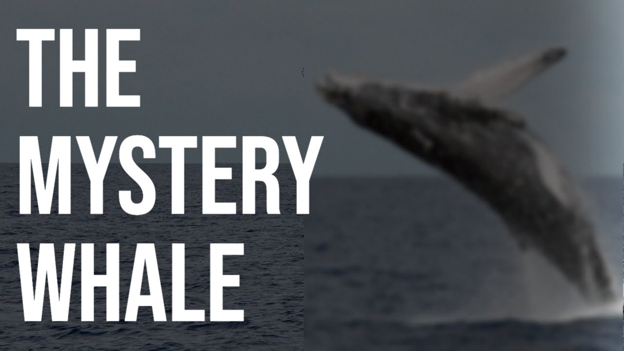 The LONELIEST Creature On Earth