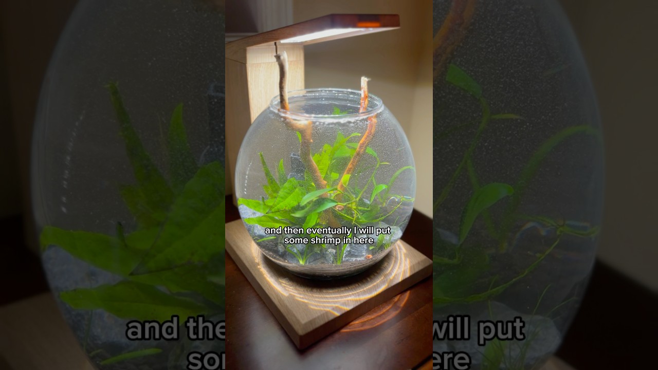 Liv Bowl Part 2 ​⁠