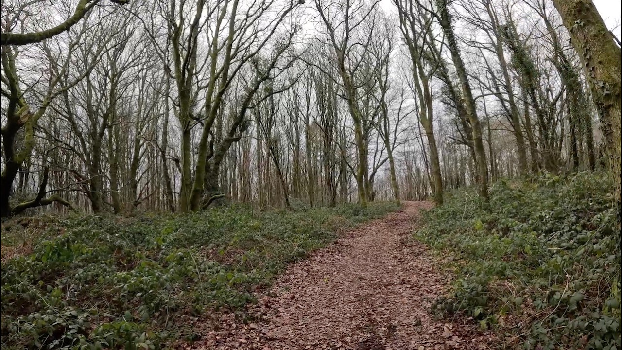 Ancient Woodland Walk near Crickhowell in Winter | Natural Forest Sounds 🌲