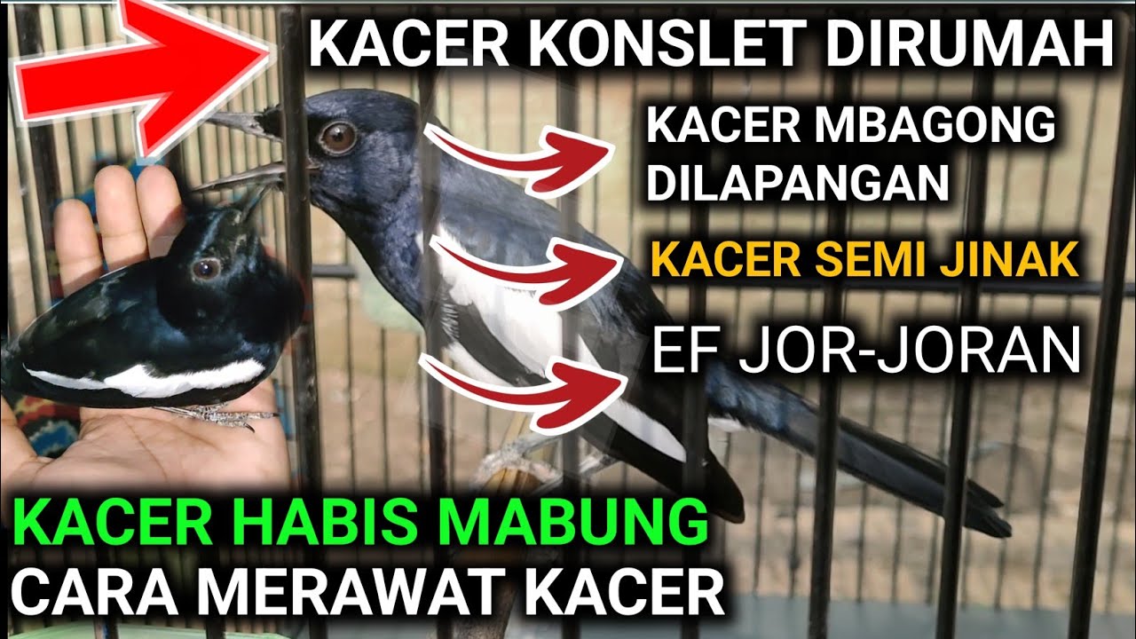 KACER KONSLET | KACER SEMI JINAK | MASTERAN KACER | KACER MABUNG | KACER KONSLET MBAGONG