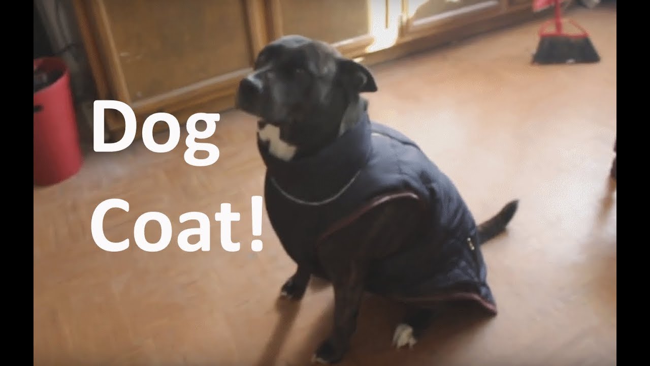 Make a Dog Coat!