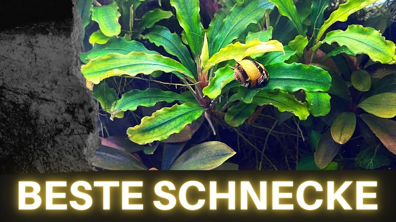 Beste Schnecke🐌 fürs Aquarium | Algenfresser für algenfreies Aquarium | Schnecken im Aquarium halten