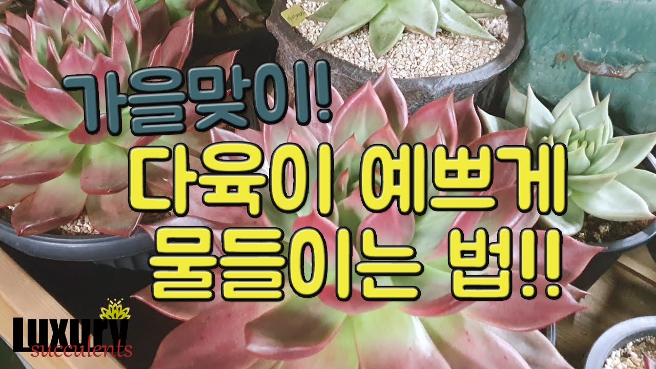 가을맞이! 다육이 예쁘게 물들이는 법! #럭셔리다육 #010-8762-1298
