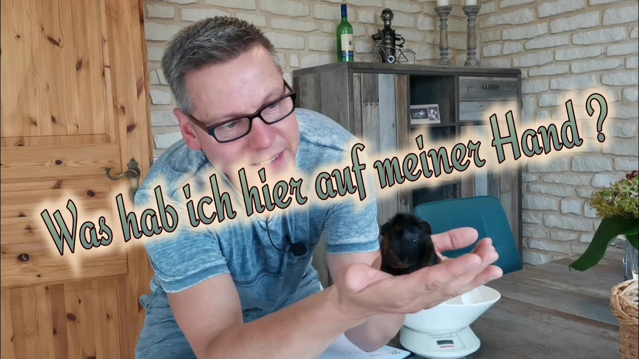 Ein Meerschweinbaby kommt selten allein / Meerschweinchen-Nachwuchs im Außengehege / Frida ist Mama