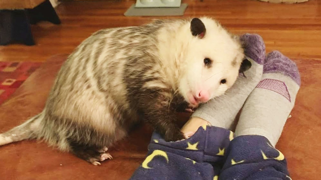 Rescued Opossum Showers its Human Mom With Kisses