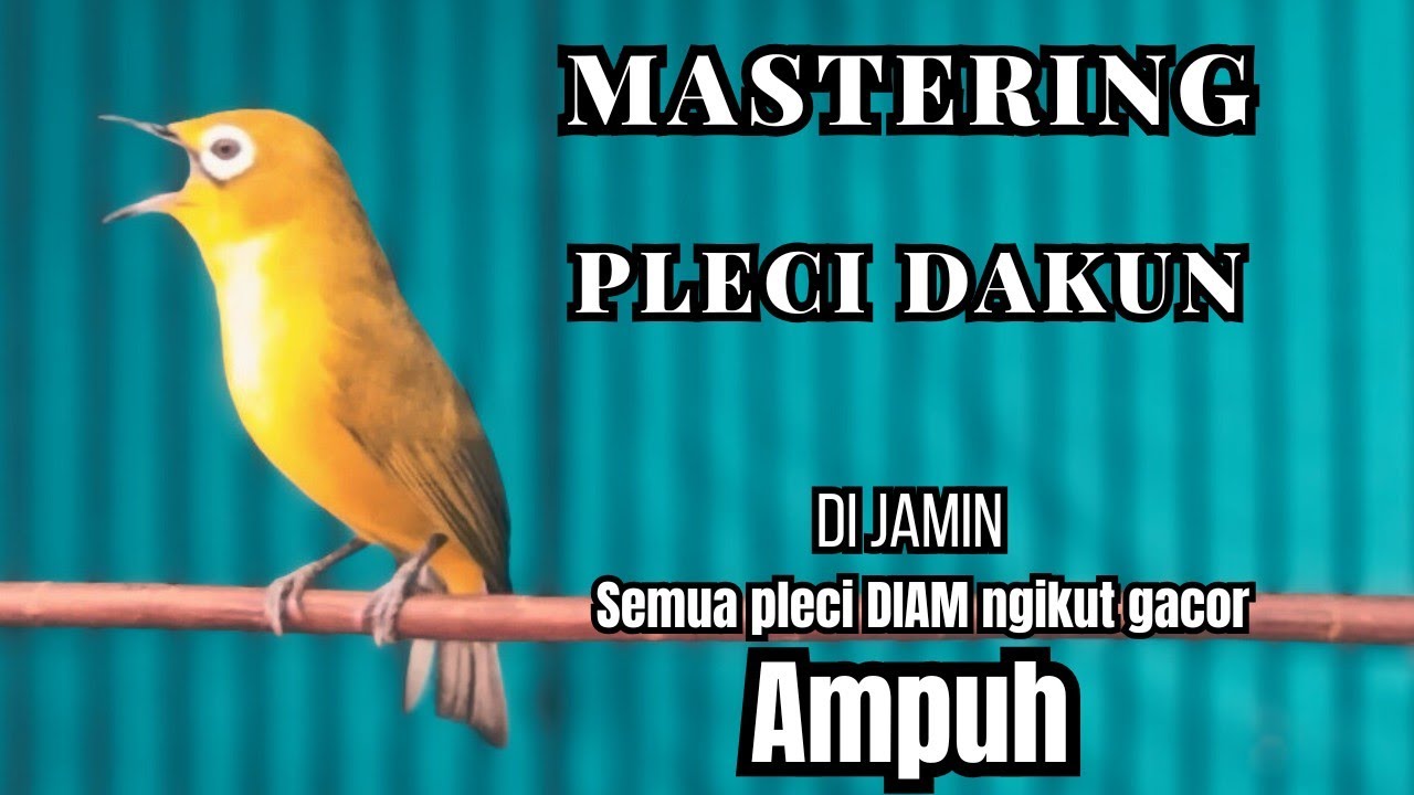 MASTERING PLECI GACOR  ISIAN WITTER untuk PANCINGAN pleci PROSPEKAN jadi NEMBAK !! Auto BUKPAR.