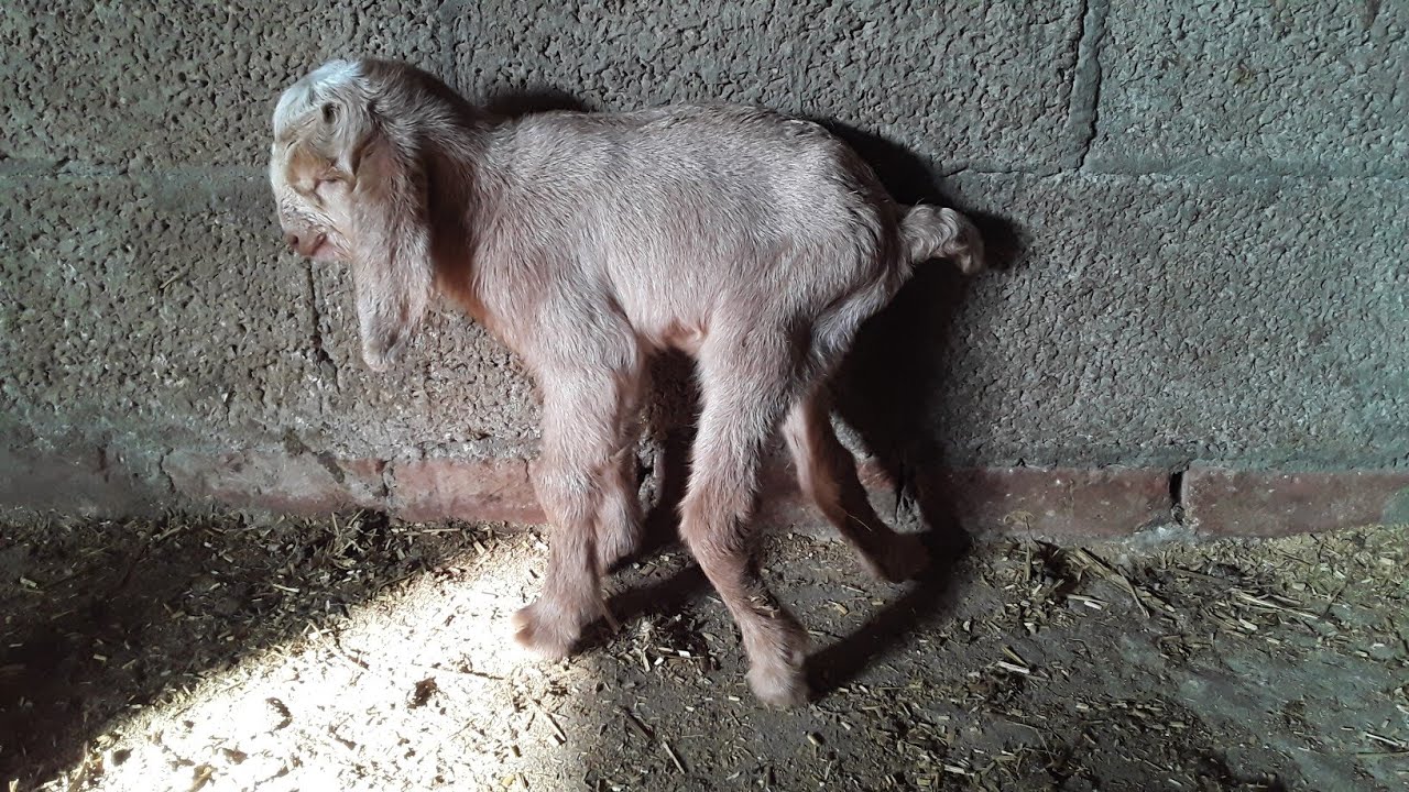 العرج في مواليد الماعز والاغنام