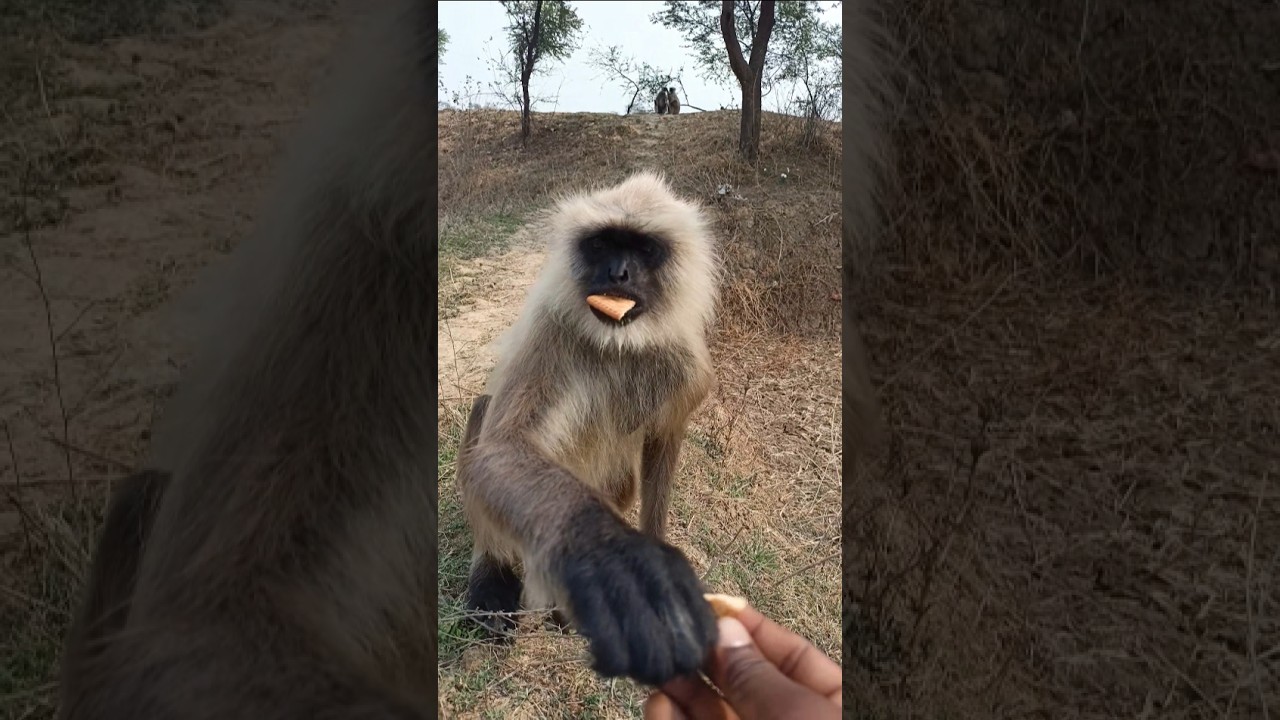 Cute Gray Langur Eating Biscuit | Friendly Monkey Feeding 🐒