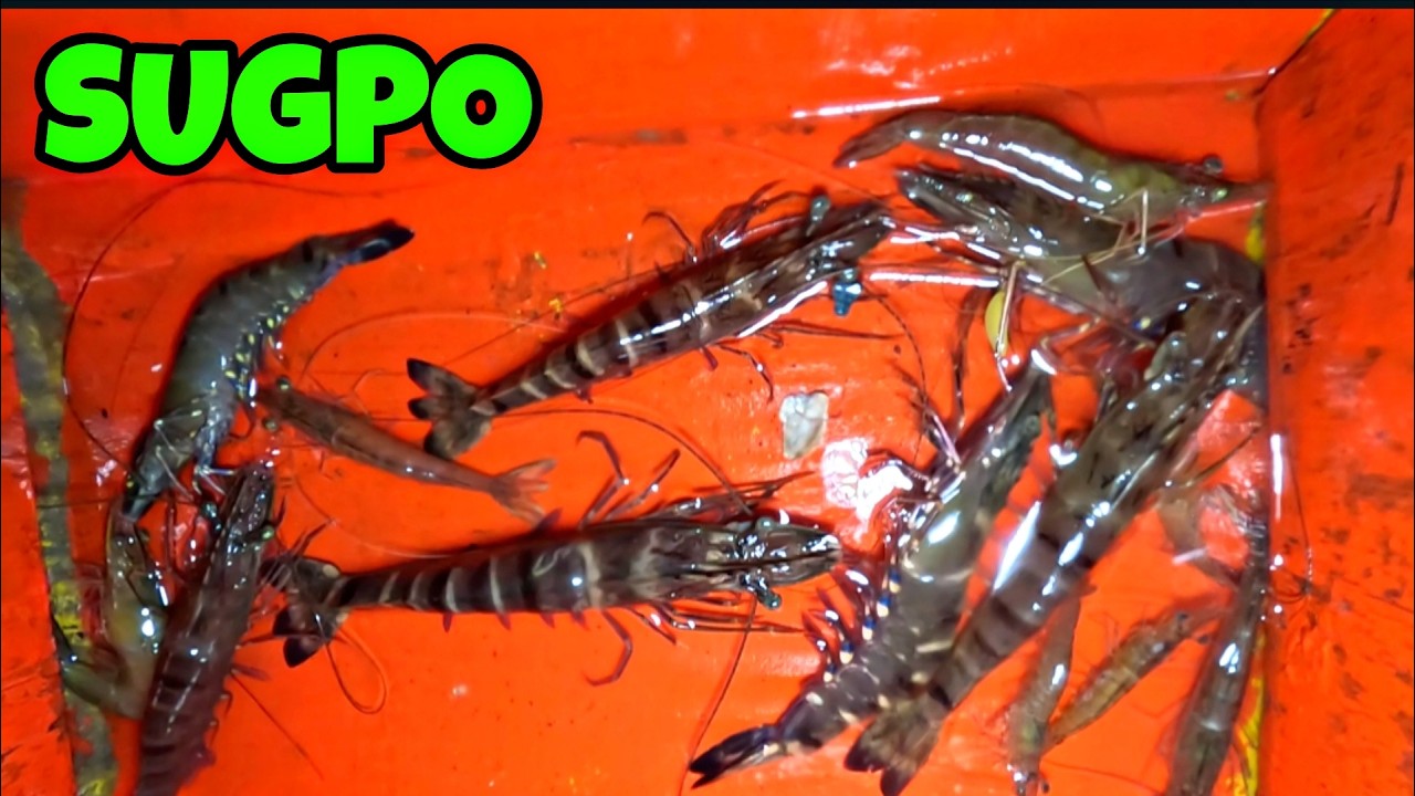 MALALAKING SUGPO Part 1
