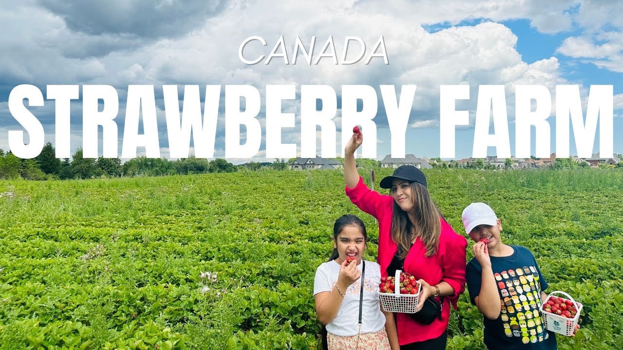 Strawberries Picking in Toronto Canada | Fresh Strawberries | Strawberry Farm Canada