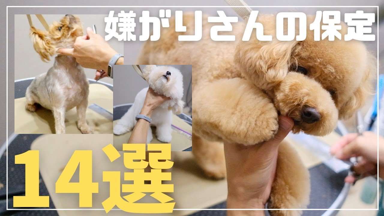【保定14選】見なきゃ損！保定が変わればカットが変わる！