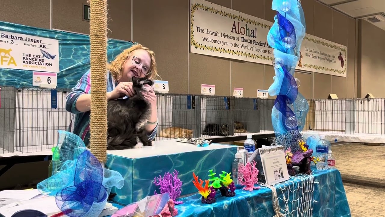 January 2024 Cat Show - Ambrosious, Ring 2