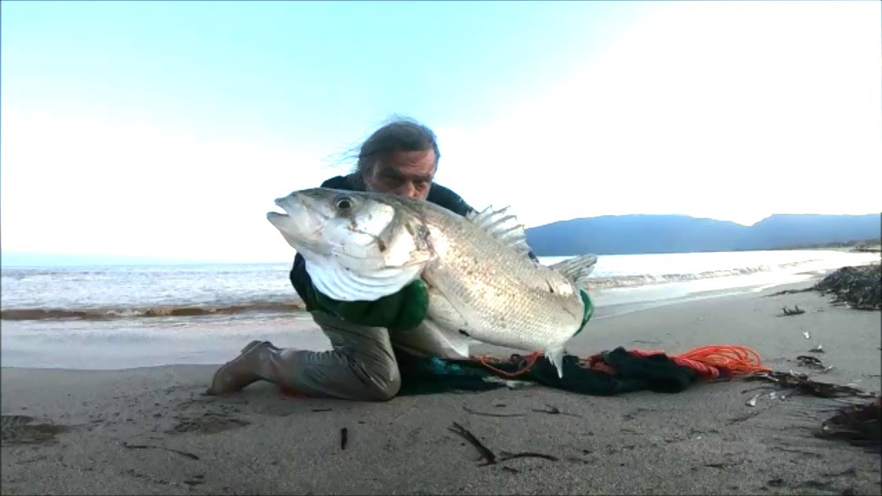 Λαβράκι. Ψάρεμα με πεζόβολο
