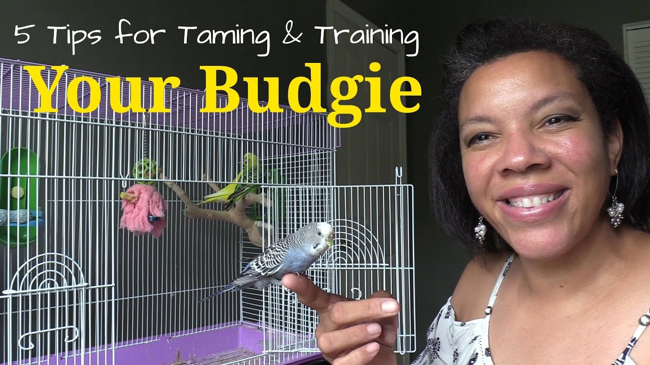 Five Key Tips :  How to Tame My Parakeet