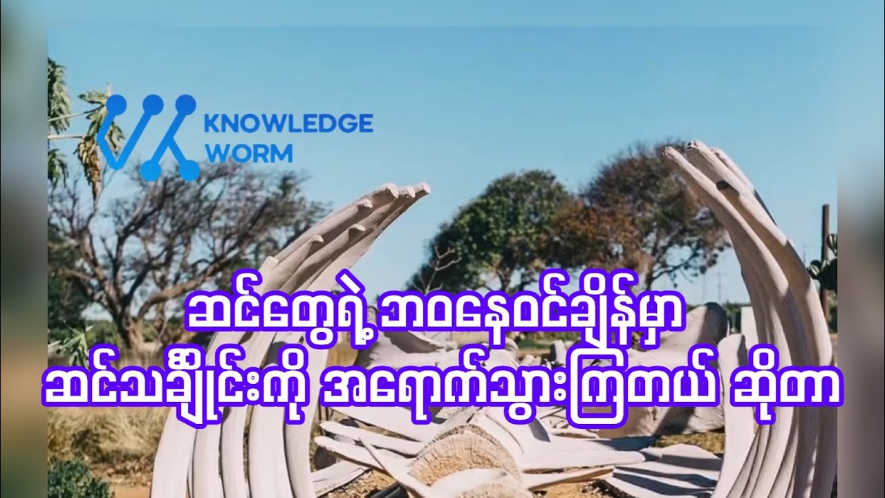 ဆင်သင်္ချိုင်းတွေဆီ ဆင်တွေ တကယ်သွားမသွား