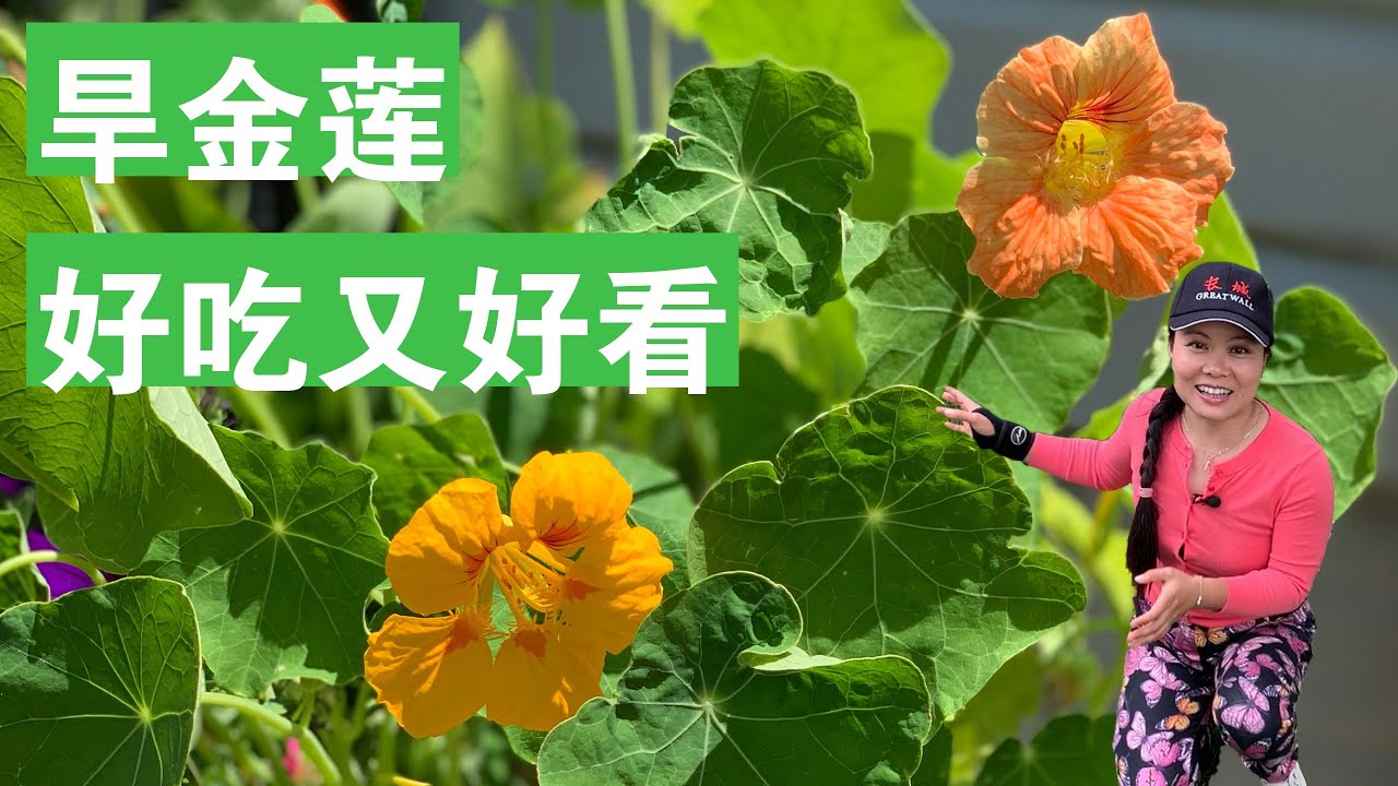 [ENG SUB] 旱金莲好种好吃还好看，以后打算种一片 How To Plant Nasturtium