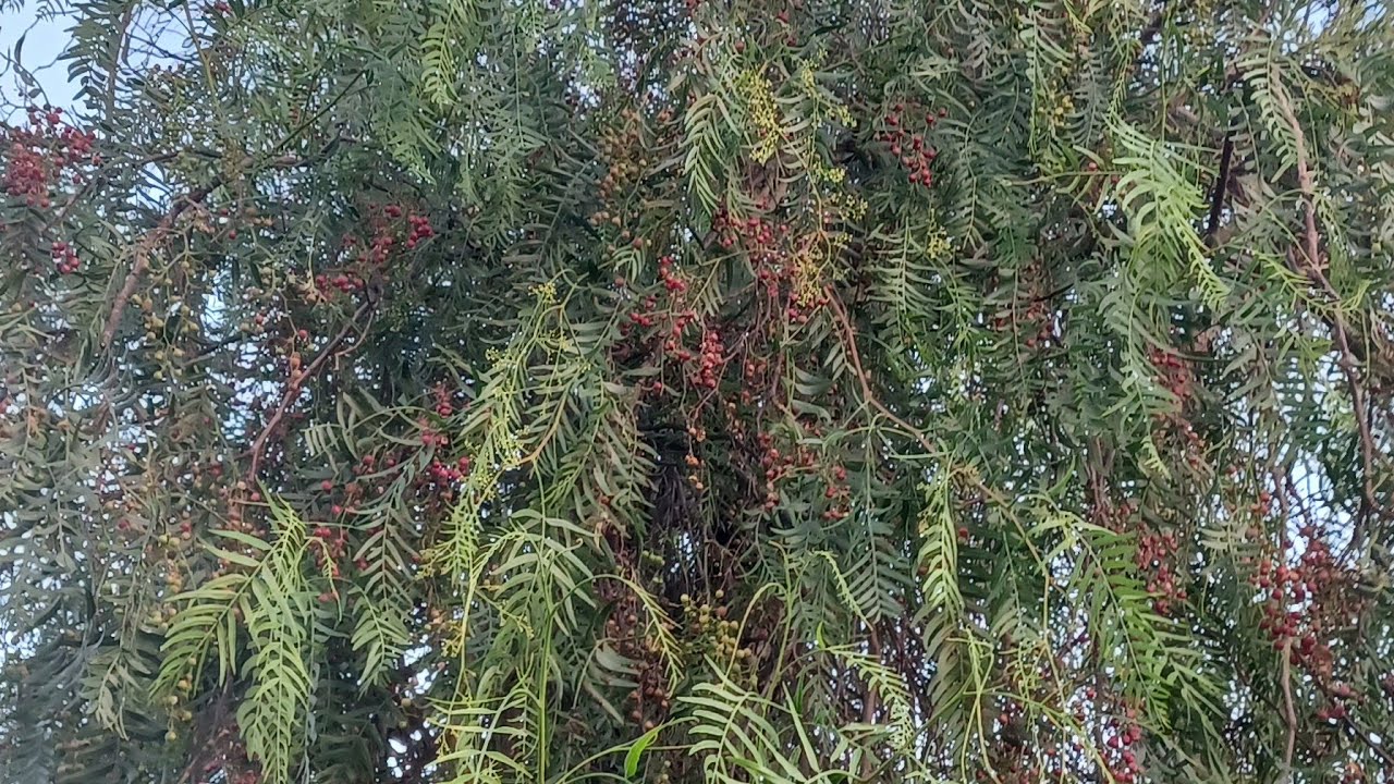Falso pimentero, Schinus molle - Las plantas de Teresa