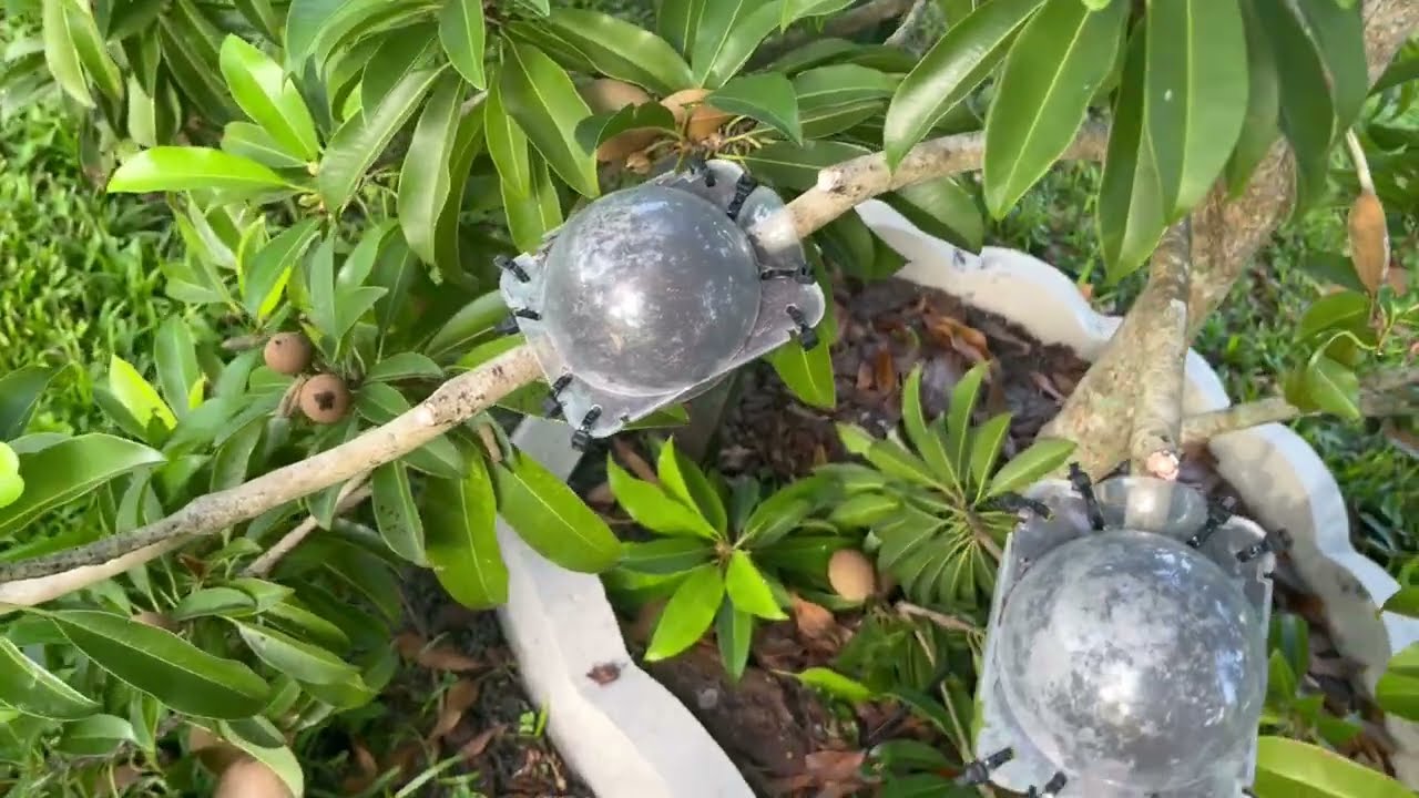 Injerto de mango y acodo aero de nisperos