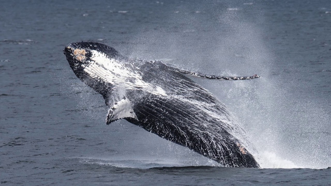 Wild Alaska & British Columbia