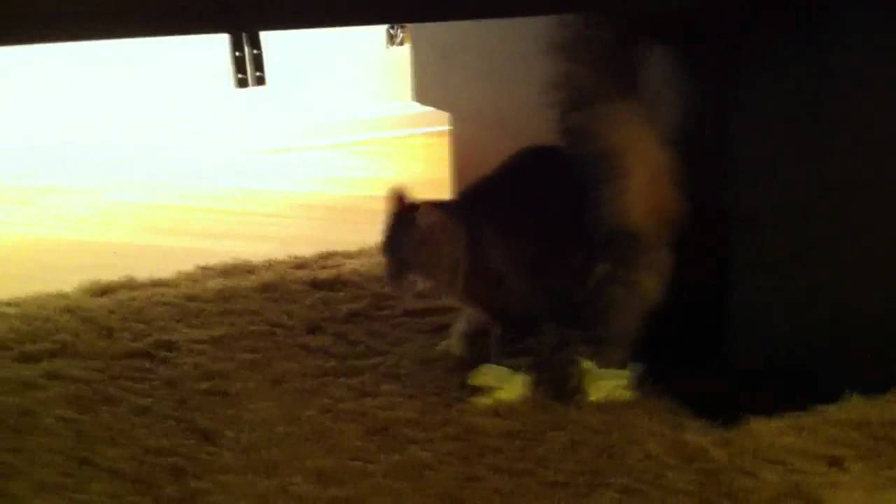 Calypso with Mittens