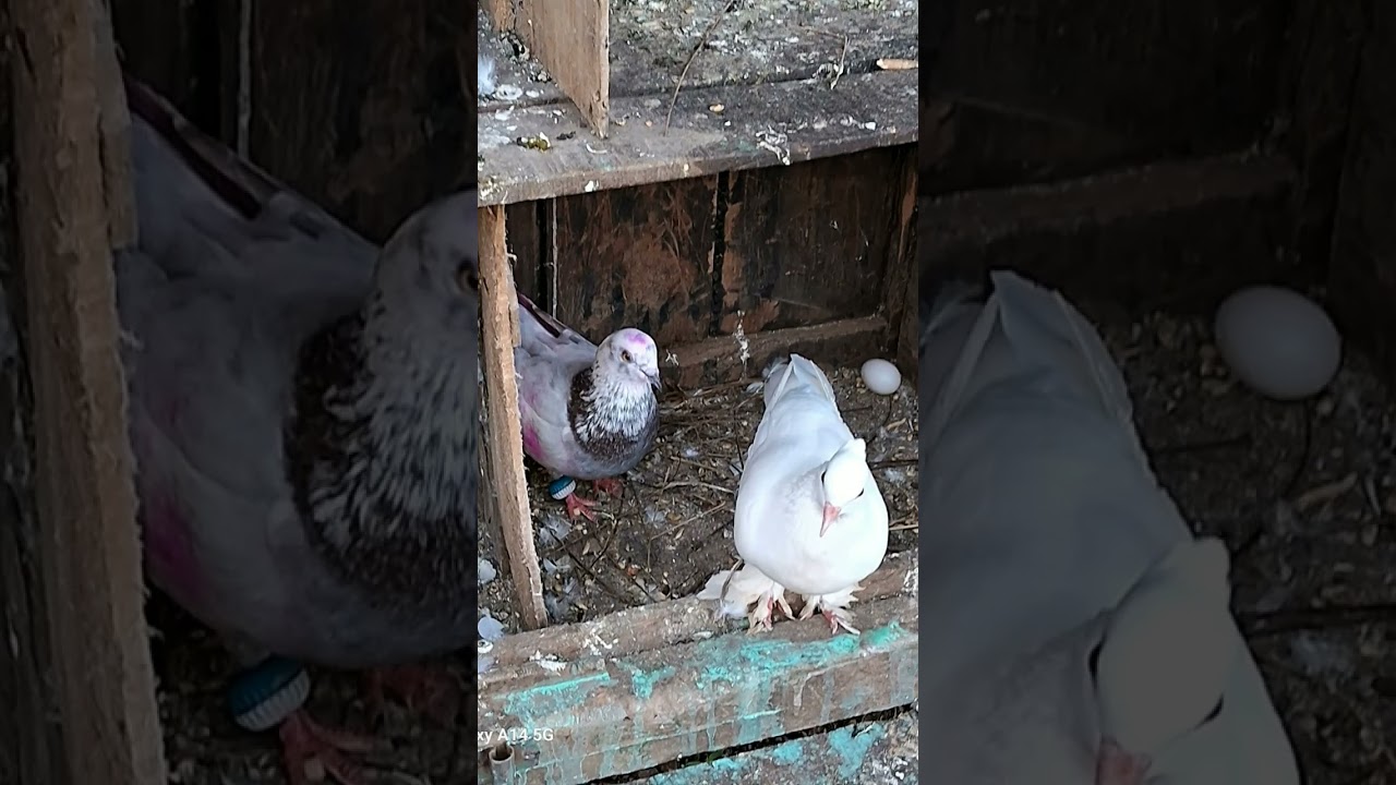 #kabuter lover🕊️