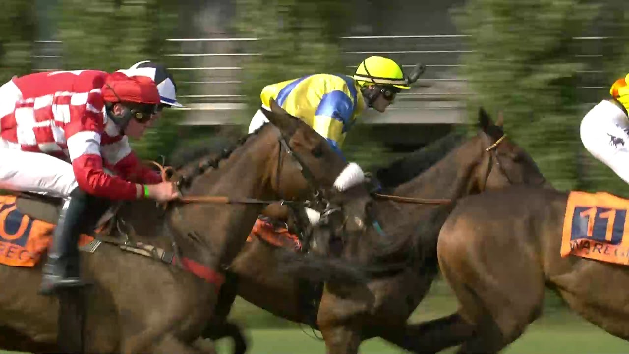 Ren 5 Waregem Koerse 2019: ING Grote Steeple Chase van Vlaanderen