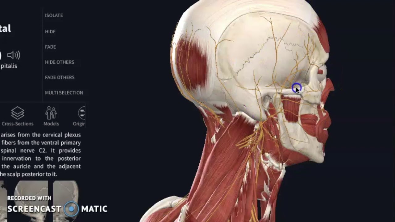 Occipital Neuralgia/Splenius Irritation
